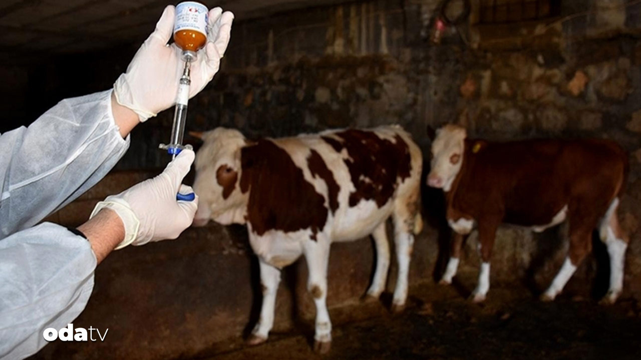 35 yıl sonra ilk kez ortaya çıktı: Almanya’da şap tedbirleri